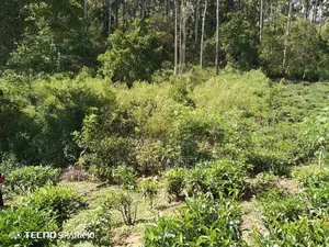 Land for Sale in Ella Kithal
