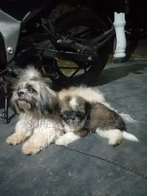 Shih Tzu Puppies