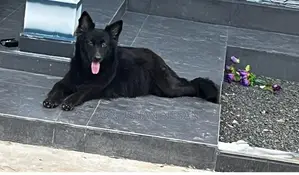 Black Shepherd Dog