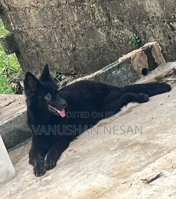 Black Shepherd Dog