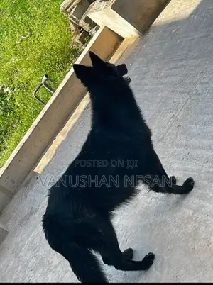 Black Shepherd Dog