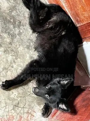 Black Shepherd Dog