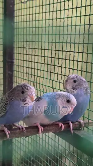 Budgies withLovebirds
