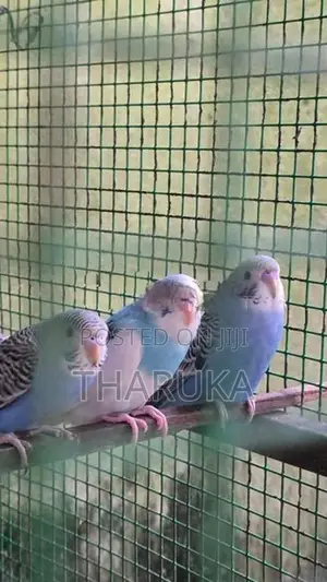 Budgies withLovebirds