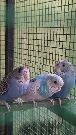 Budgies withLovebirds