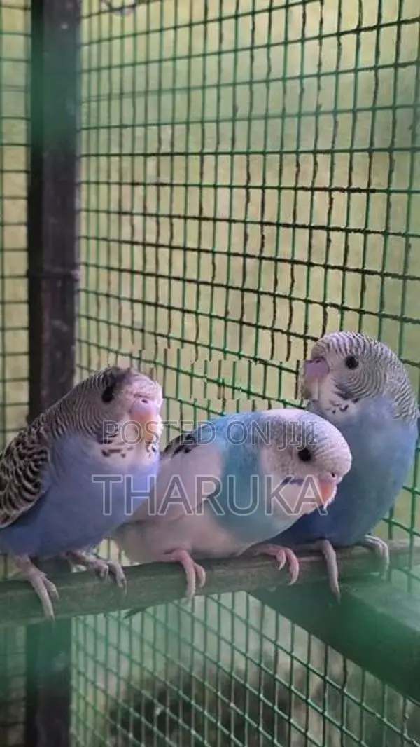 Budgies withLovebirds