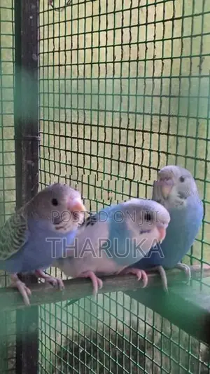 Budgies withLovebirds