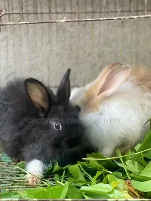 Angora Rabbit