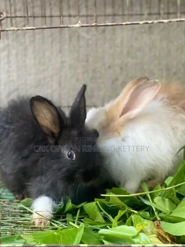 Angora Rabbit