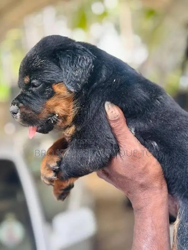 Rottweiler Puppies