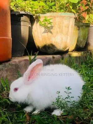 Angora Rabbit