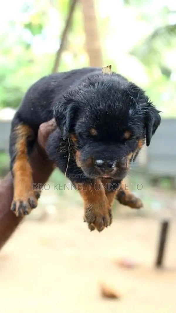 Rottweiler Puppies