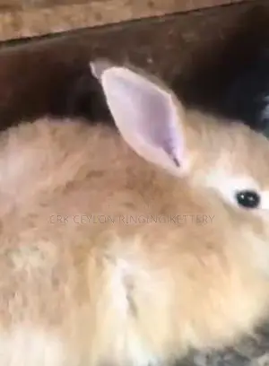 Angora Rabbit