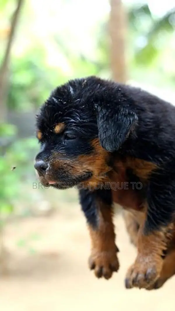 Rottweiler Puppies