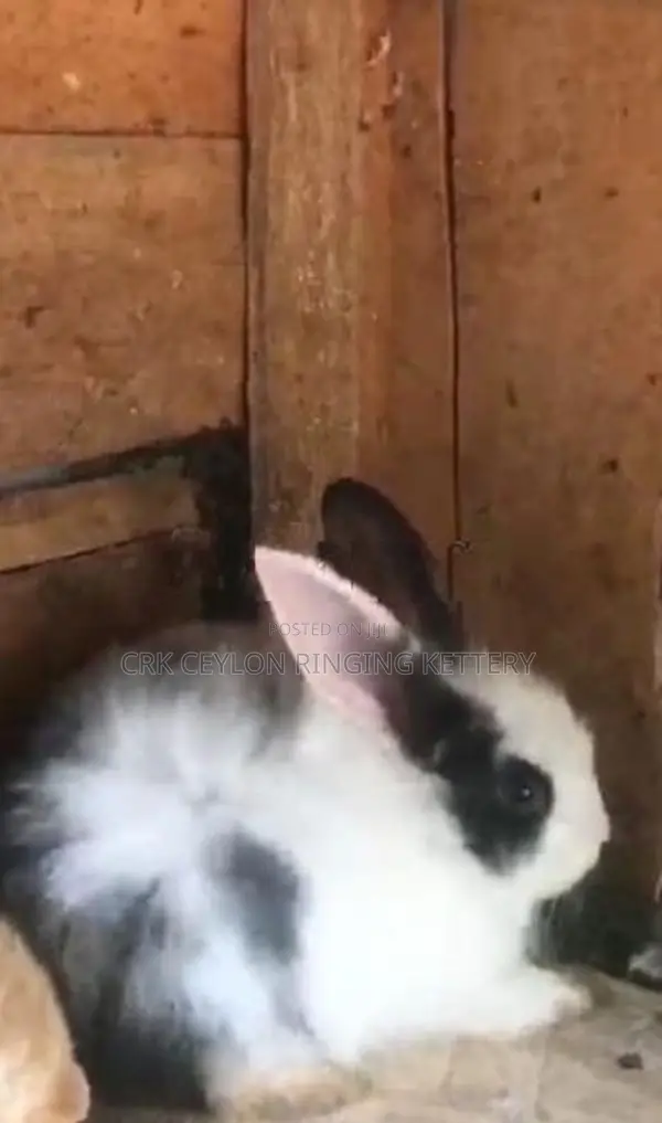 Angora Rabbit