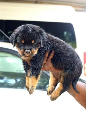 Rottweiler Puppies