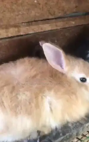 Angora Rabbit