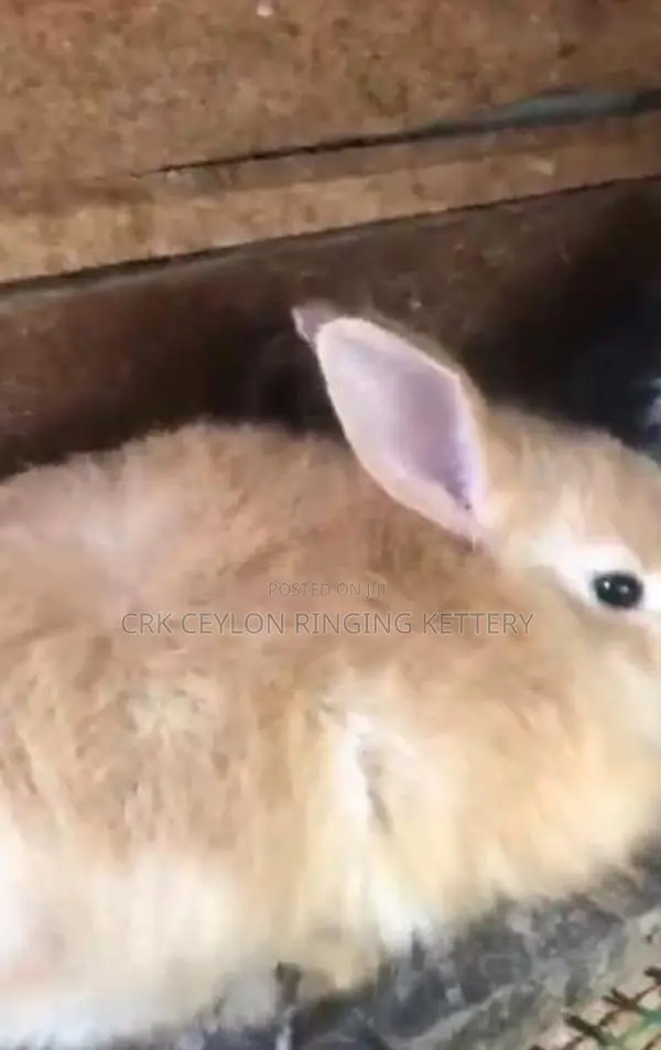 Angora Rabbit