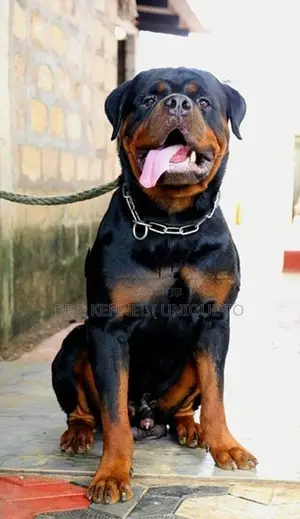 Rottweiler Puppies