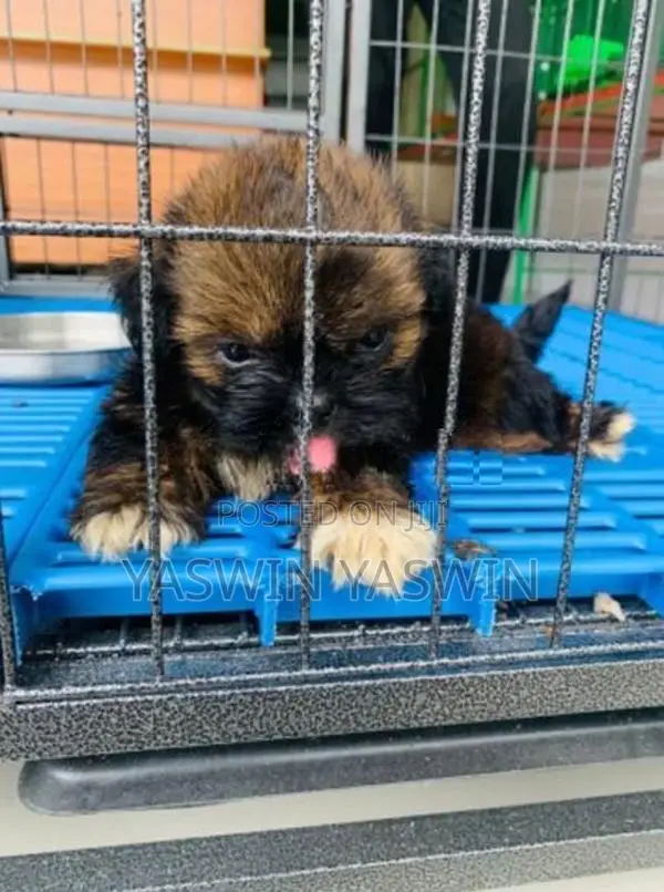 Shih Tzu Puppies
