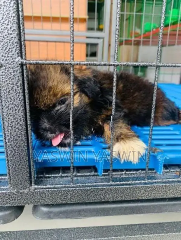 Shih Tzu Puppies