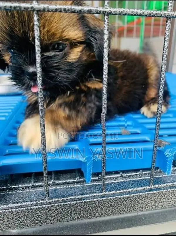 Shih Tzu Puppies