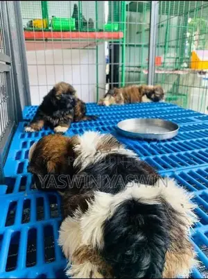 Shih Tzu Puppies