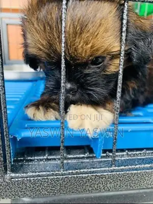 Shih Tzu Puppies