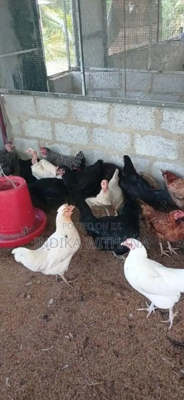 ගම් කිකිළියන්