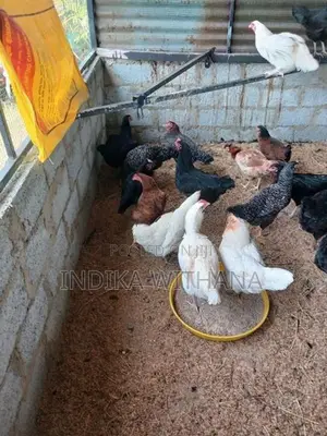 ගම් කිකිළියන්