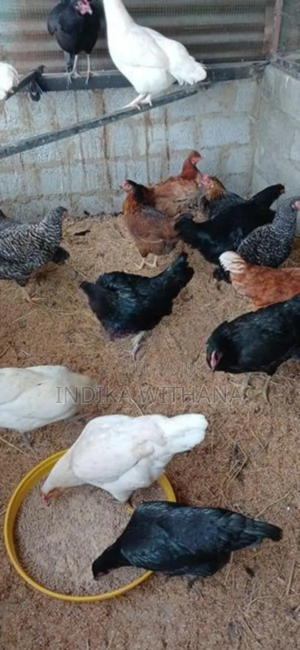 ගම් කිකිළියන්