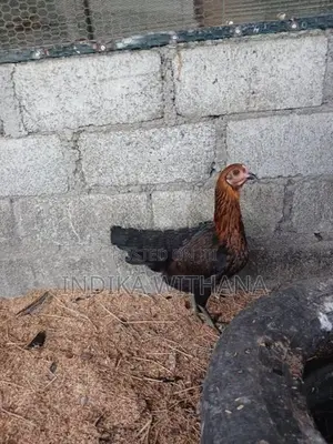 ගම් කිකිළියන්