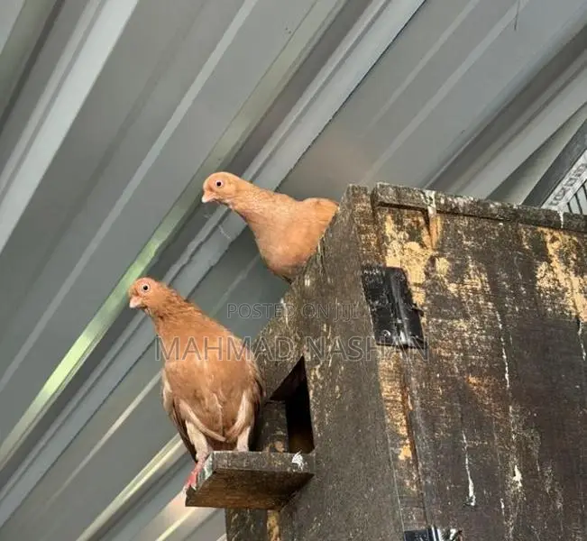 Pigeon