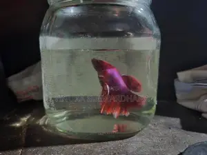 Betta Fish