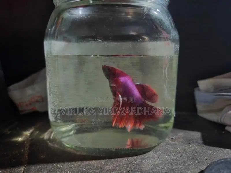 Betta Fish