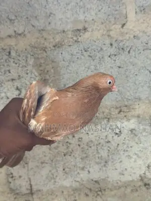 Pigeon