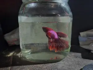 Betta Fish