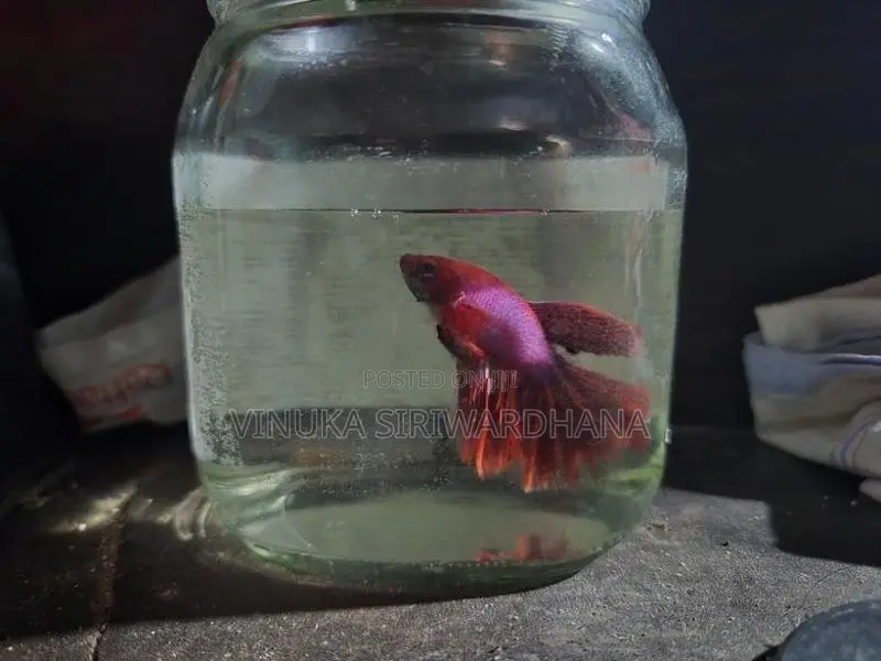 Betta Fish