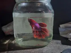Betta Fish