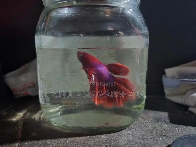 Betta Fish