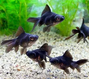 Black Moor Fish