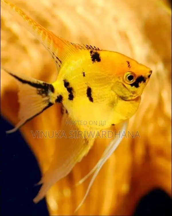 Angel Fish