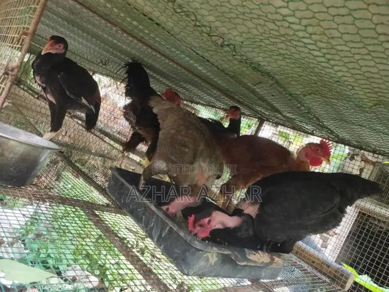 Farm Hen