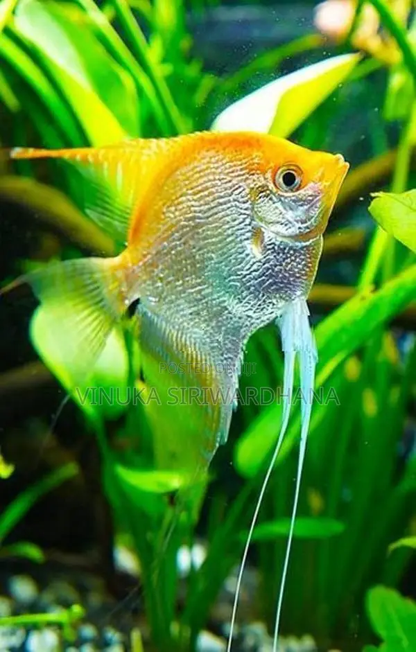 Angel Fish