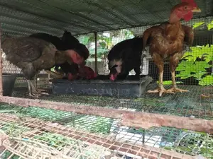 Farm Hen