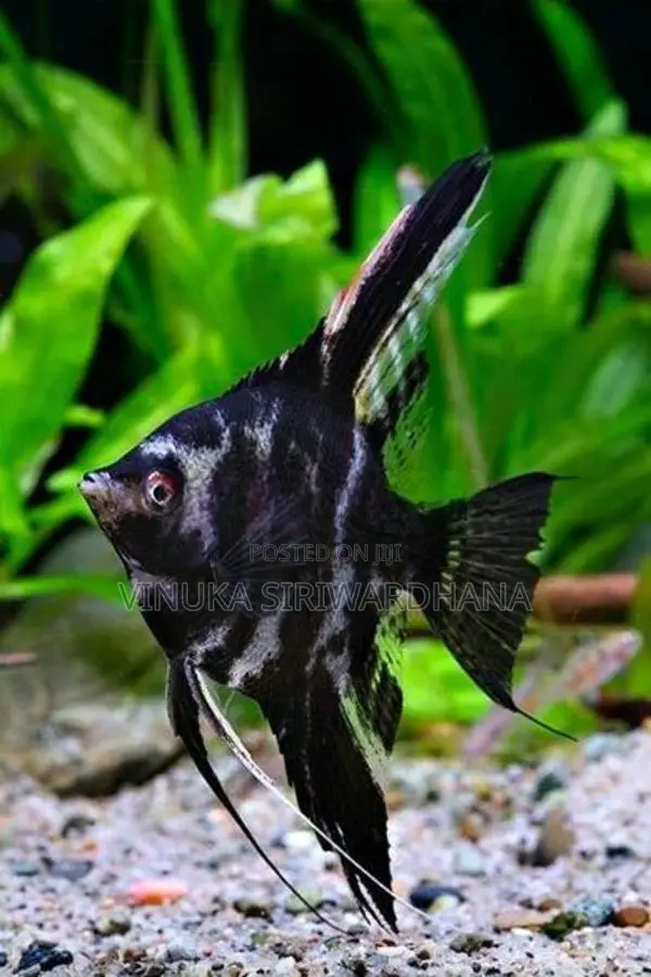 Angel Fish
