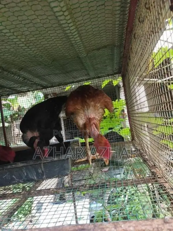 Farm Hen