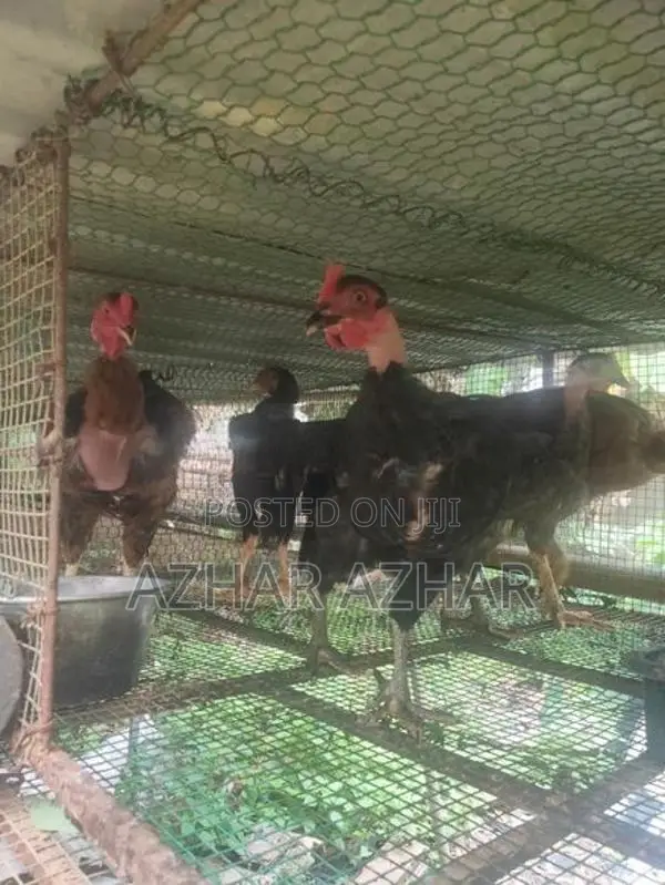Farm Hen