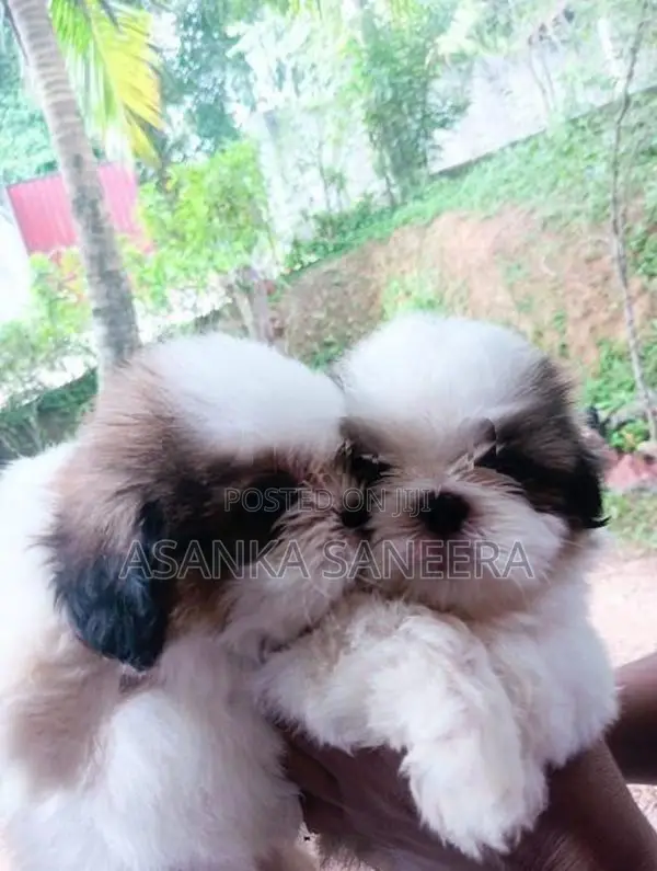 Shih Tzu Puppies