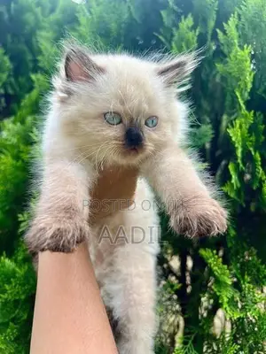 Persian Cat